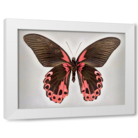 Red Mormon White Modern Wood Framed Art Print by Reynolds, Richard