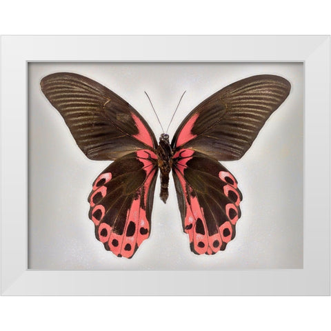 Red Mormon White Modern Wood Framed Art Print by Reynolds, Richard