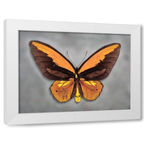 Wallaces Golden Birdwing White Modern Wood Framed Art Print by Reynolds, Richard