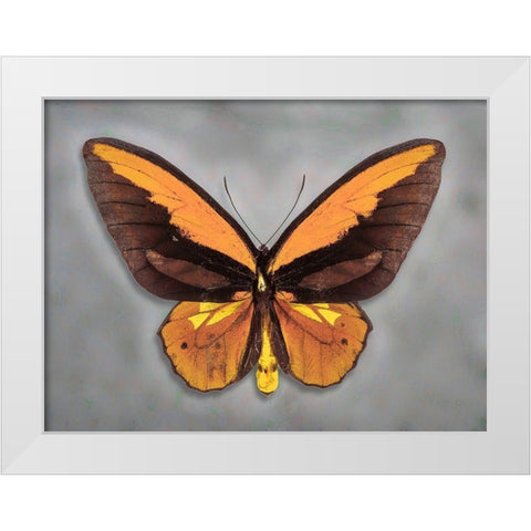 Wallaces Golden Birdwing White Modern Wood Framed Art Print by Reynolds, Richard