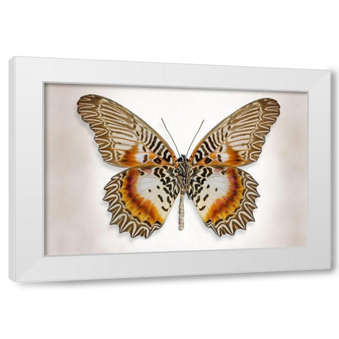 Brown Accented Butterfly White Modern Wood Framed Art Print by Reynolds, Richard