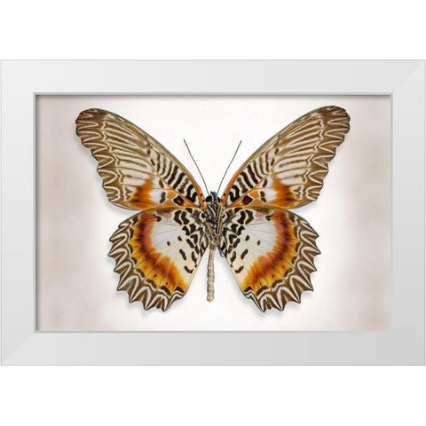 Brown Accented Butterfly White Modern Wood Framed Art Print by Reynolds, Richard