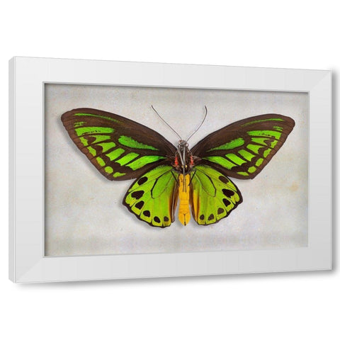 Priams Birdwing White Modern Wood Framed Art Print by Reynolds, Richard