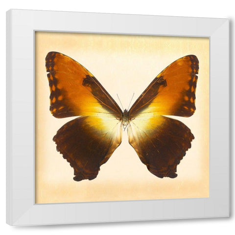 Sunset Morpho White Modern Wood Framed Art Print by Reynolds, Richard