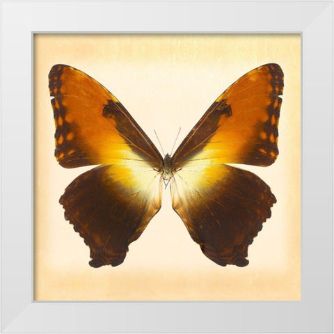 Sunset Morpho White Modern Wood Framed Art Print by Reynolds, Richard