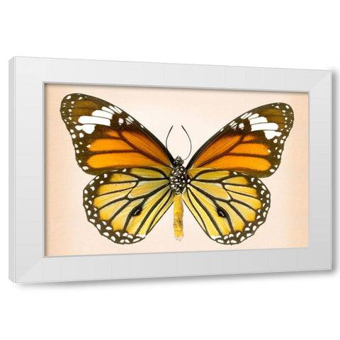 Tiger Common White Modern Wood Framed Art Print by Reynolds, Richard