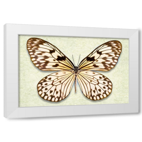 Rice Paper Butterfly White Modern Wood Framed Art Print by Reynolds, Richard