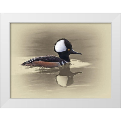 Hooded Merganser White Modern Wood Framed Art Print by Brown, Jim