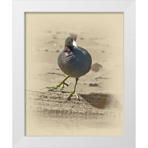 American Coot White Modern Wood Framed Art Print by Brown, Jim