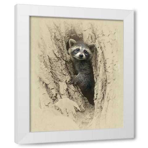 Baby Raccoon White Modern Wood Framed Art Print by Brown, Jim