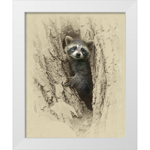 Baby Raccoon White Modern Wood Framed Art Print by Brown, Jim
