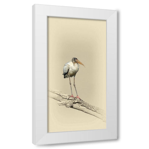Baby Wood Stork White Modern Wood Framed Art Print by Brown, Jim