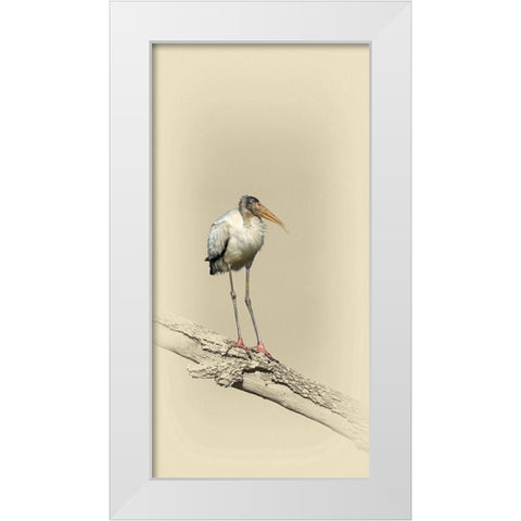 Baby Wood Stork White Modern Wood Framed Art Print by Brown, Jim