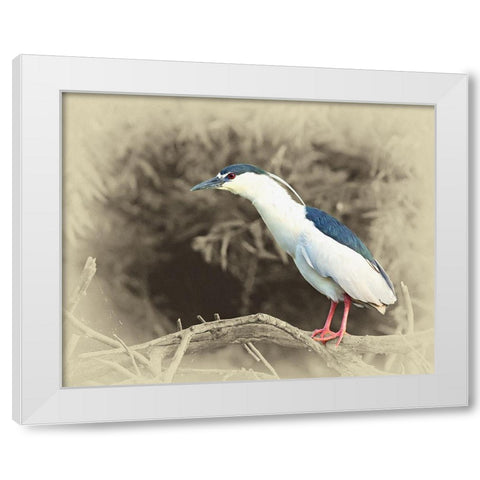 Black Crowned Night Heron White Modern Wood Framed Art Print by Brown, Jim