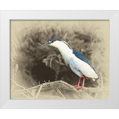 Black Crowned Night Heron White Modern Wood Framed Art Print by Brown, Jim