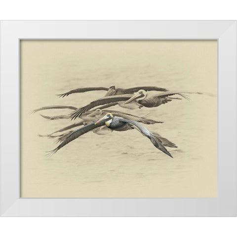 Brown Pelicans White Modern Wood Framed Art Print by Brown, Jim