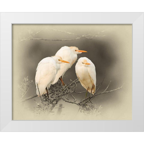 Cattle Egrets White Modern Wood Framed Art Print by Brown, Jim