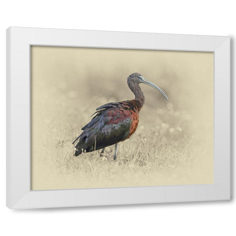 Glossy Ibis 1 White Modern Wood Framed Art Print by Brown, Jim
