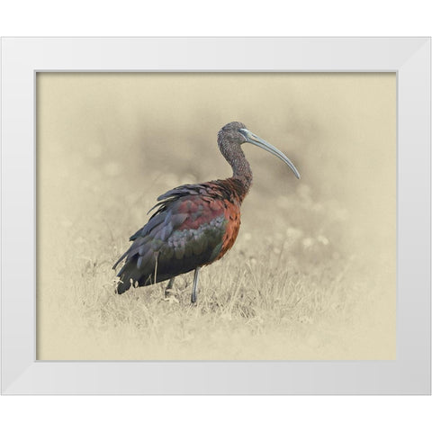 Glossy Ibis 1 White Modern Wood Framed Art Print by Brown, Jim