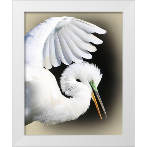 Great Egret Portrait White Modern Wood Framed Art Print by Brown, Jim