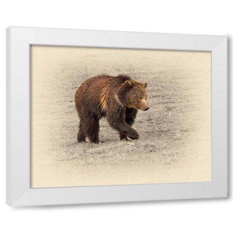 Grizzly 2 White Modern Wood Framed Art Print by Brown, Jim