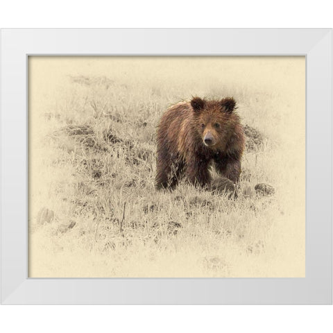 Grizzly Cub 1 White Modern Wood Framed Art Print by Brown, Jim
