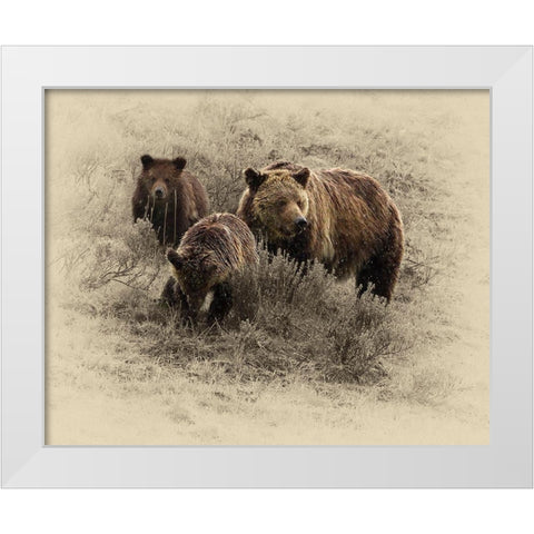 Grizzly Family White Modern Wood Framed Art Print by Brown, Jim