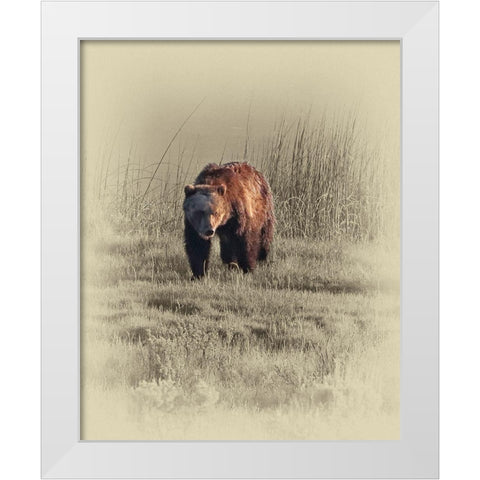 Grizzly White Modern Wood Framed Art Print by Brown, Jim