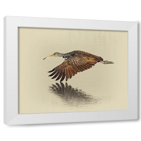 Limpkin White Modern Wood Framed Art Print by Brown, Jim