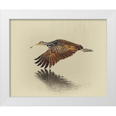 Limpkin White Modern Wood Framed Art Print by Brown, Jim