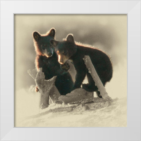 Morning Playtime White Modern Wood Framed Art Print by Brown, Jim