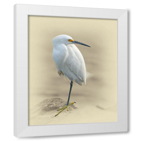 Snowy Egret White Modern Wood Framed Art Print by Brown, Jim