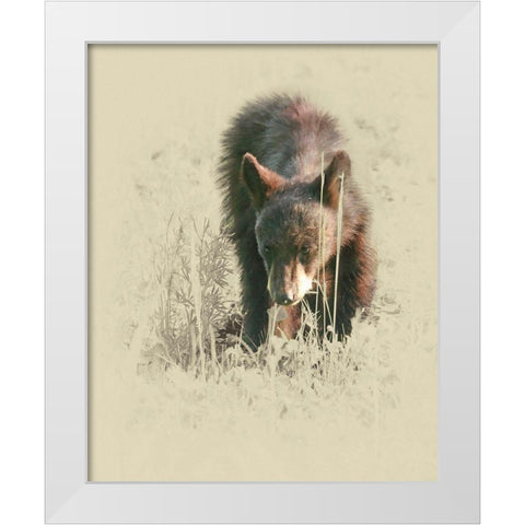 Young Black Bear White Modern Wood Framed Art Print by Brown, Jim