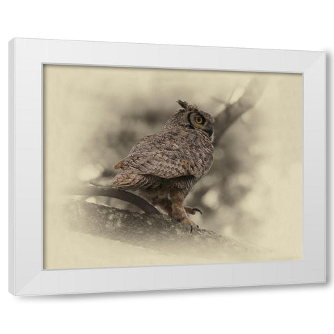 Great Horned Owl White Modern Wood Framed Art Print by Brown, Jim