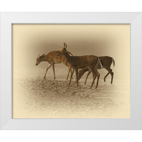 Early Morning White Modern Wood Framed Art Print by Brown, Jim