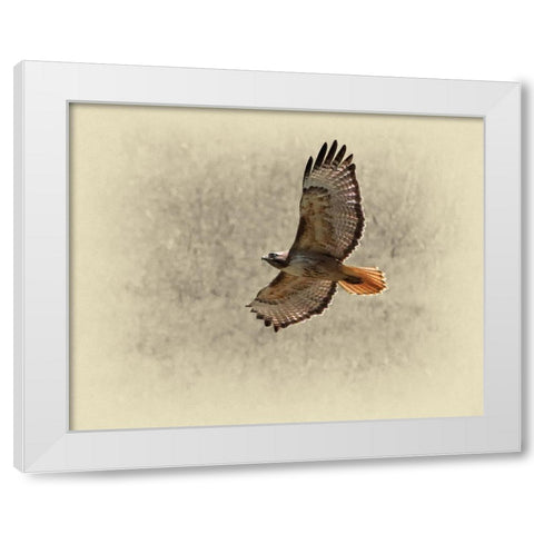 Red Tailed Hawk White Modern Wood Framed Art Print by Brown, Jim