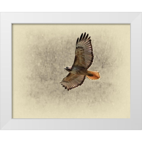 Red Tailed Hawk White Modern Wood Framed Art Print by Brown, Jim