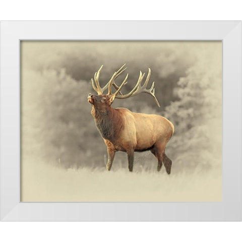 Bull Elk II White Modern Wood Framed Art Print by Brown, Jim