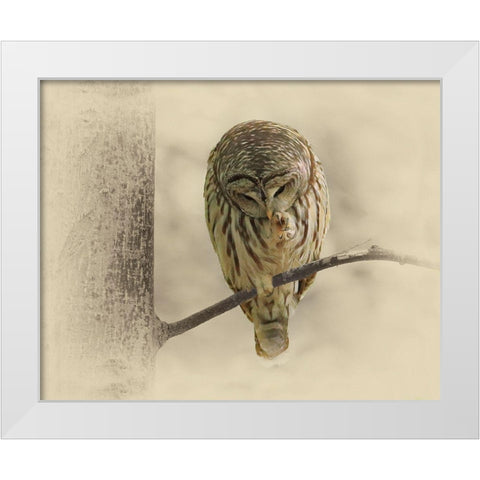 Barred Owl 2 White Modern Wood Framed Art Print by Brown, Jim