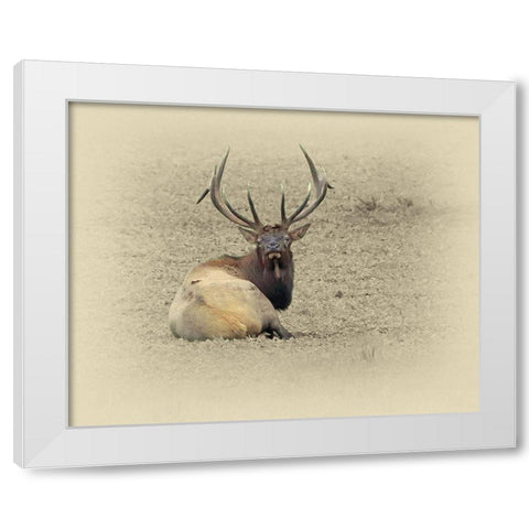 Bull Elk At Rest White Modern Wood Framed Art Print by Brown, Jim