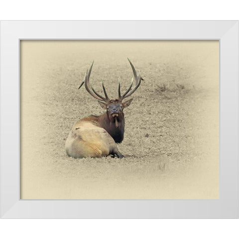 Bull Elk At Rest White Modern Wood Framed Art Print by Brown, Jim