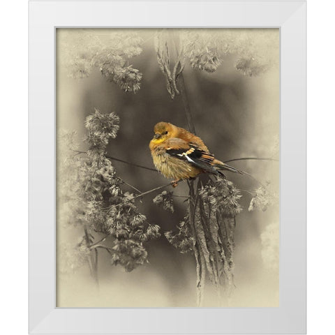 Gold Fiinch White Modern Wood Framed Art Print by Brown, Jim