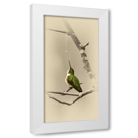 Hummingbird With Dew Drop White Modern Wood Framed Art Print by Brown, Jim