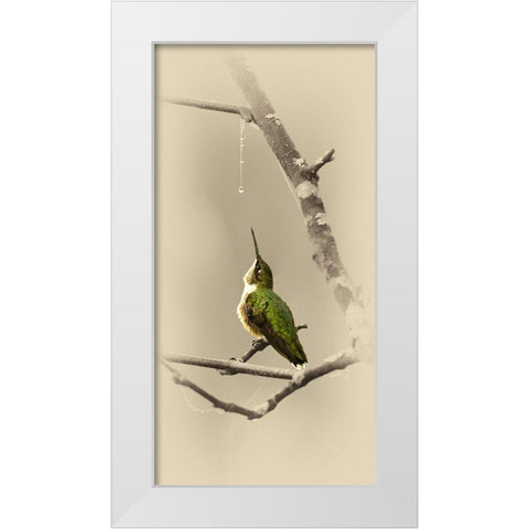 Hummingbird With Dew Drop White Modern Wood Framed Art Print by Brown, Jim