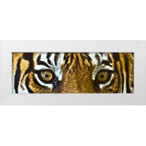 Tiger Eyes White Modern Wood Framed Art Print by Bolokofsky, Ronald