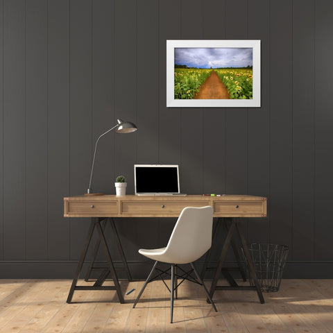 Sunflower Field White Modern Wood Framed Art Print by Bolokofsky, Ronald