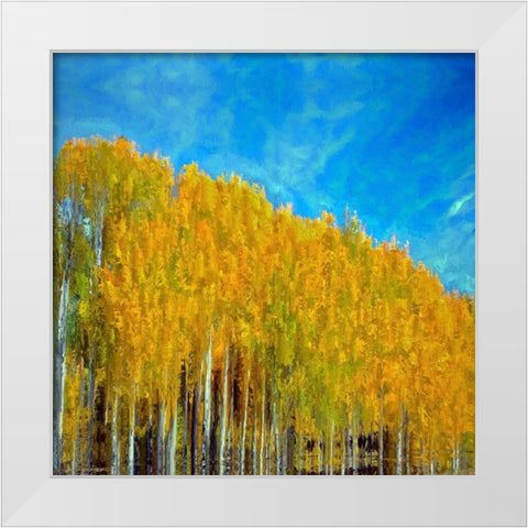 Aspens In Autumn  White Modern Wood Framed Art Print by Bolokofsky, Ronald