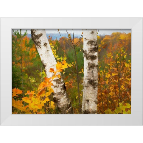 Birch Trees White Modern Wood Framed Art Print by Bolokofsky, Ronald