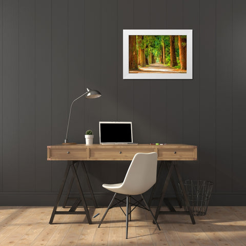 Shady Tree Lane III White Modern Wood Framed Art Print by Bolokofsky, Ronald