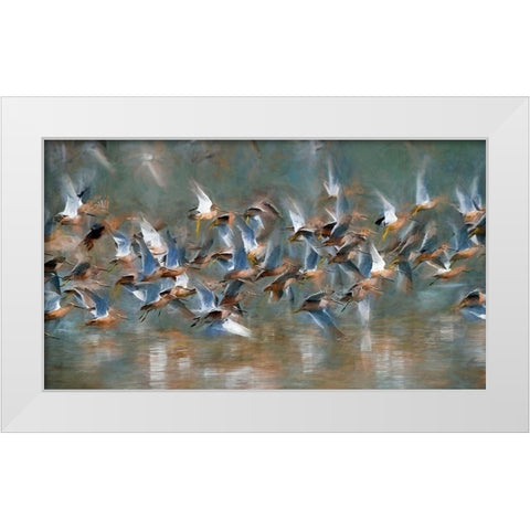 Long Billed Dowitcher White Modern Wood Framed Art Print by Bolokofsky, Ronald